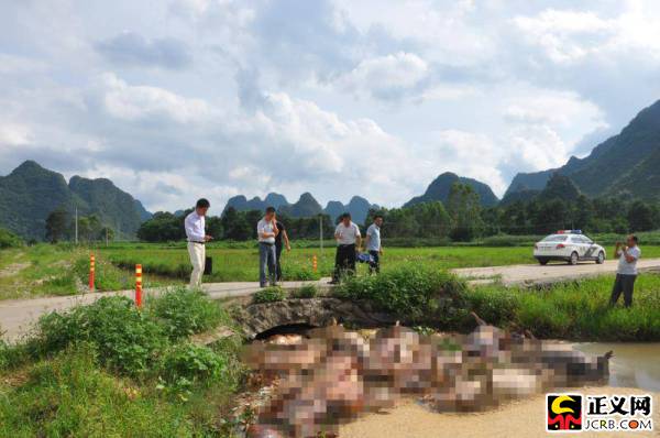 30余头病死猪被随意丢弃 广西钟山检察院提起公益诉讼