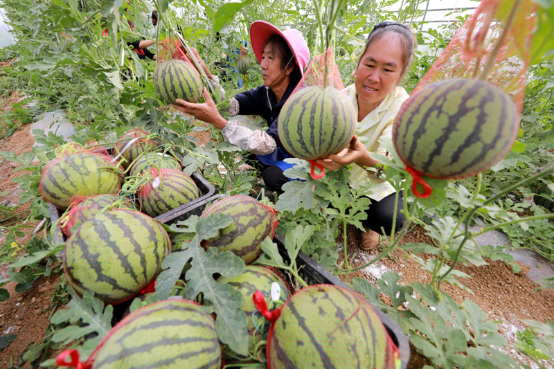 夏日采收忙