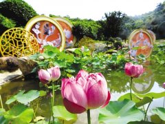 盛夏碧波间 青秀山风景区3万株水生花卉