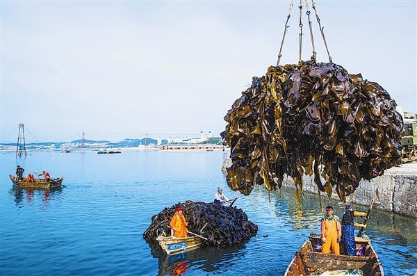 滑轮吊将一船船的海带卸船上岸。