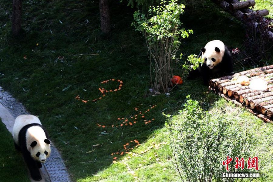 大熊猫在青藏高原迎来首个生日
