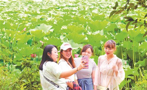 徐州不少公园荷花盛开吸引游客观赏美景
