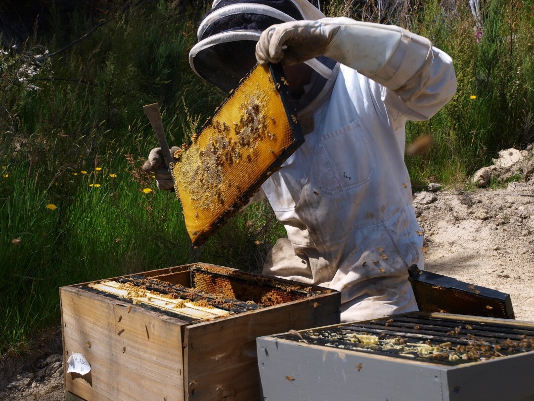 新西兰最新旅游宣传片出炉，BEE+麦卢卡蜂蜜产地引人入胜