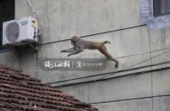 这群猴子打劫游客有人当面杀了只鸡 猴