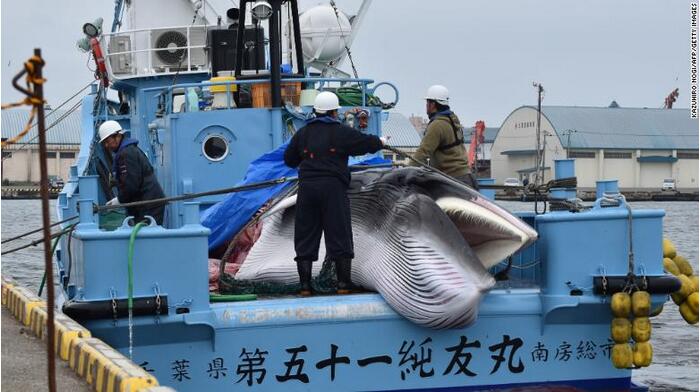 日本恢复商业捕鲸，刚开始便是两杀