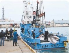 日本为口腹之欲重启商业捕鲸 最终将得