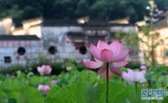 夏日荷花美 映美古村落