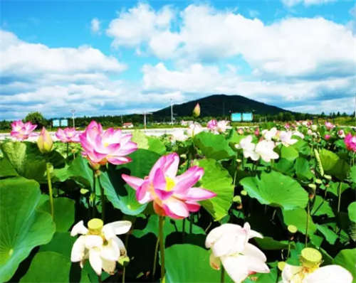 东方红生态旅游景点大全