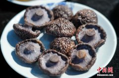 “以假乱真”!昆明大摆石头宴 “美食