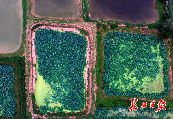盛夏时节水田美，航拍乡间“几何装” 丨图集
