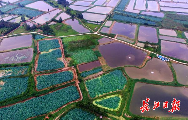 盛夏时节水田美，航拍乡间“几何装” 丨图集
