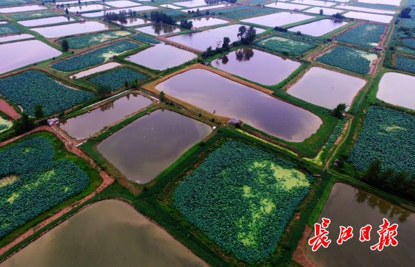 盛夏时节水田美，航拍乡间“几何装” 丨图集