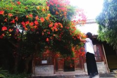 天水南宅子百年凌霄树花开正艳
