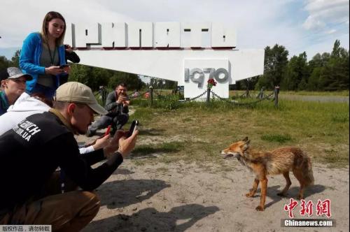 　　当地时间2019年6月2日，几名游客在切尔诺贝利核电站附近旅游时发现一只狐狸，纷纷拍照留念。