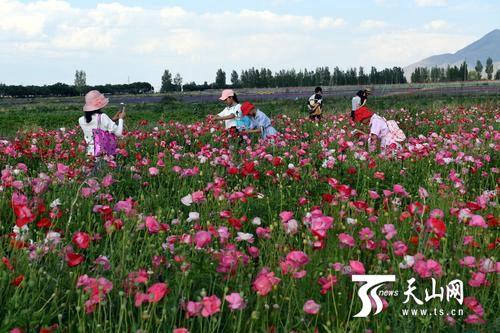 从菊花台到马鹿沟，原来你是花海拥着的乌鲁木