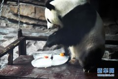 大熊猫:空调房里乐享清凉一夏
