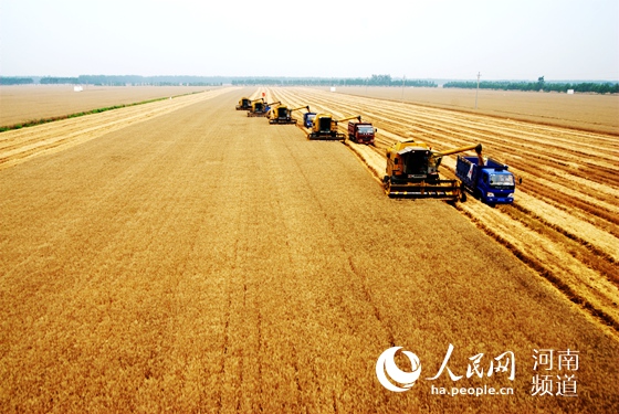 河南西华:一个产粮大县的"减肥"革命
　　西华县10万亩小麦对比田里，麦苗尤其肥壮油绿，麦穗均匀饱满，“减肥”后的提质增效水到渠成。这个农业大县悄然进行着一场农业“比武”……【详细】