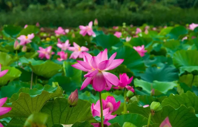 上海暑期打卡游玩好去处 这些地方你都去过了吗