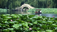 盛夏到圆明园赏荷