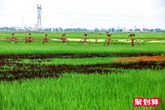 “吃货”再助力 黑土地上实现智慧农业
