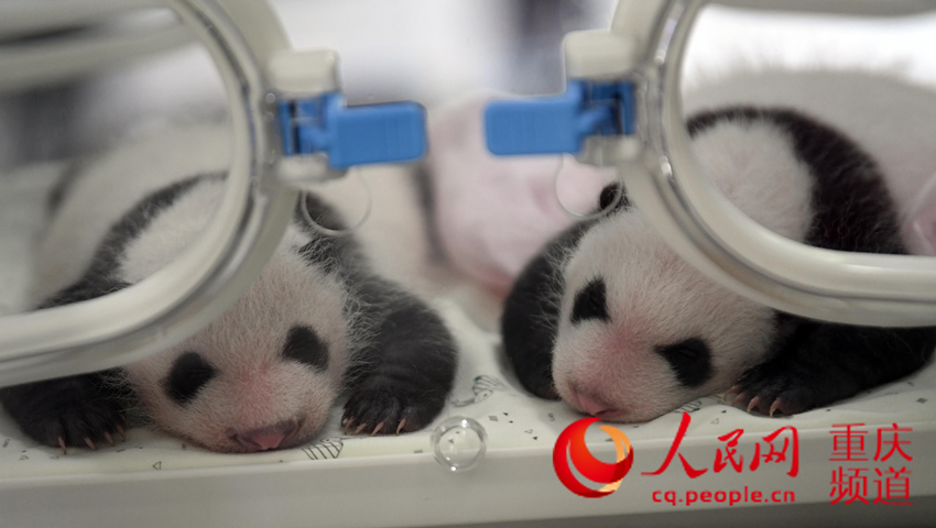為讓四個熊貓寶寶有個好聽又有意義的名字，重慶動物園面向全球開展征名活動。曾英豪 攝