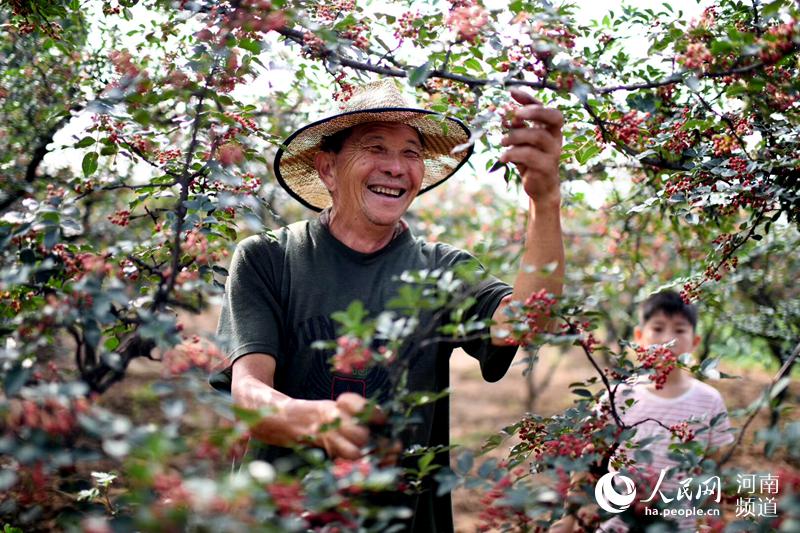 小花椒种出致富路渑池举行第二届花椒乡村旅游采摘节