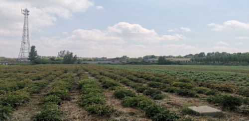 “调研山东”纪实观察|中医药健康旅游开启新时代