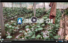 台风过境蔬菜之乡,记者寿光实地探访