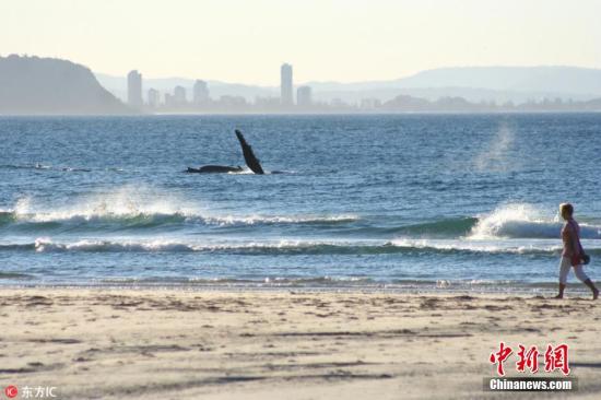 2018年8月20日报道(具体拍摄时间不详)，38岁的摄影师Kellie Wilson在澳大利亚昆士兰黄金海岸，拍摄到一组鲸鱼与人类互动的照片。几头顽皮的鲸鱼在海岸附近玩耍，跃出海面的它们仿佛在与沙滩上的游客们挥手说“你好”。在当地，观鲸是一种常见的活动，但这些照片好像显示了，有的时候，这些深海中的巨型生物们也对观看人类很感兴趣。 图片来源：东方IC 版权作品 请勿转载