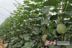 玉门市戈壁花海蜜瓜“芳香”上市