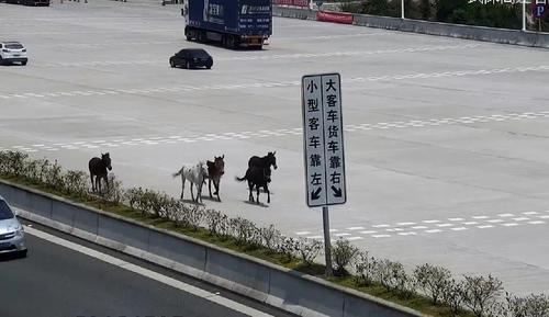 五匹马在高速路逆行奔跑 韶关交警变“套马的汉子”