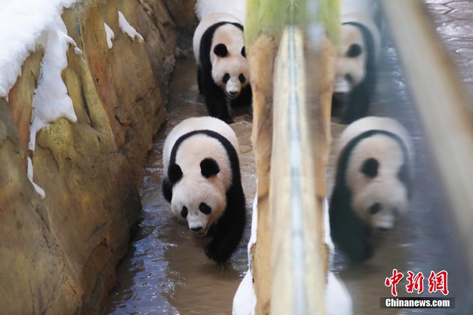 “可爱的中国”之门巴族：盛开在边境上的“雪