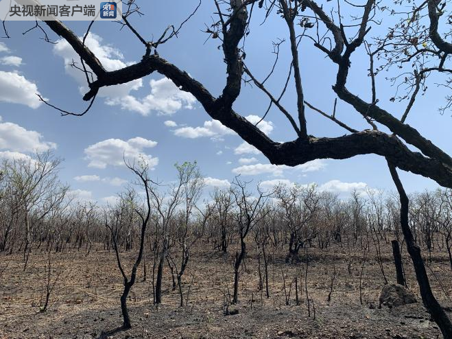 亚马孙雨林大火至今无明显缓解 新的火情仍在不