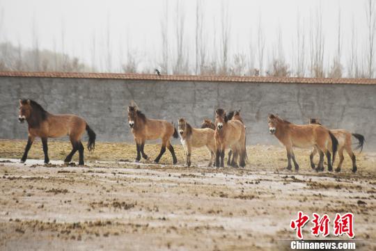 甘肃武威市甘肃濒危动物保护中心的普氏野马。(资料图) 杨艳敏 摄