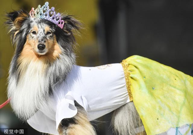 宠物狗选美大赛：谁的打扮最时尚？