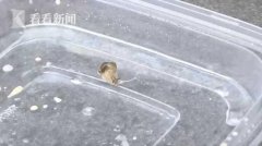 深圳女子叫外卖点了份沙拉 吃完后竟爬