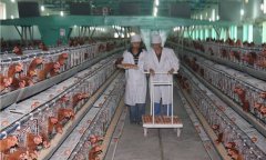 中国人吃肉,华尔街说了算 中国农业还