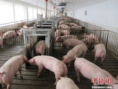 一个月内两度出手 官方挥“组合拳”再稳猪价