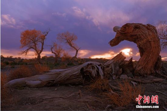 “金胡杨”迎来克拉玛依乌尔禾旅游热