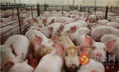 政策频出 猪肉保供稳价可期