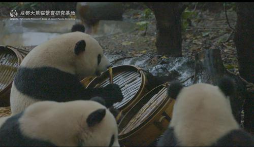熊猫基地国庆7天限流 单日6万张全部实行网络购票