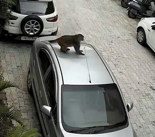故意的?印度一只猴子从阳台上跳下踩塌汽车顶部