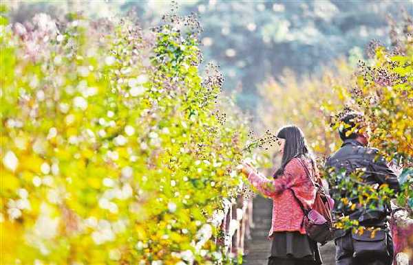 今年重庆各地共推出200余项秋季旅游主题活动