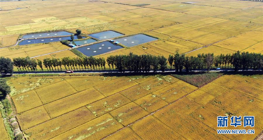 “四个自信”系列之一《道路之基》