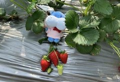 盒马自有品牌“高山鲜”再添新品