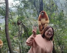 邂逅羚牛,偶遇金丝猴,来宝鸡游玩惊