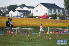 浙江湖州:乡村花海引客来