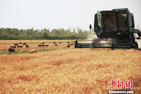 农业农村部:力争冬小麦稳定在3.3亿亩以上