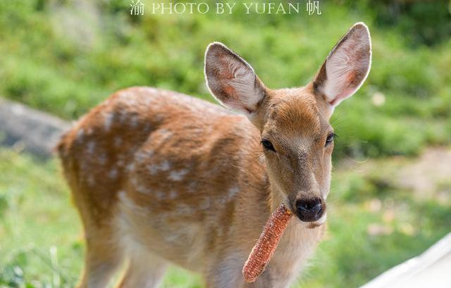 国庆后半程去哪儿玩？重庆巴南的攻略已为你备好，美景美食乐逍遥