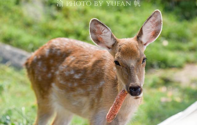 国庆后半程去哪儿玩？重庆巴南的攻略已为你备好，美景美食乐逍遥